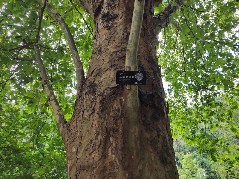 貴陽阿哈湖國家濕地公園的動(dòng)植物有了“身份卡” 。陳雨倩拍攝 (5)