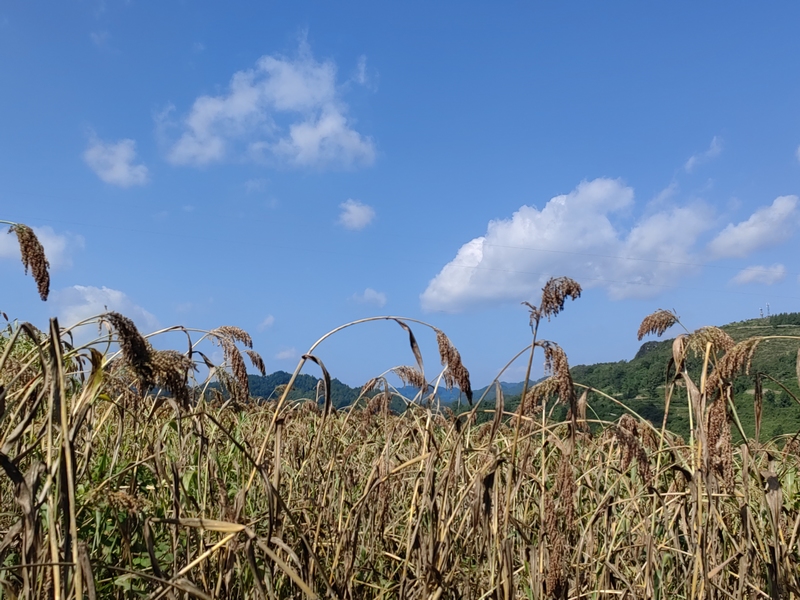 “紅燈籠”照亮群眾“致富路”。