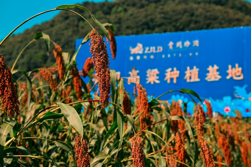 大山高粱紅，貴州珍酒40萬(wàn)畝高粱迎豐收。