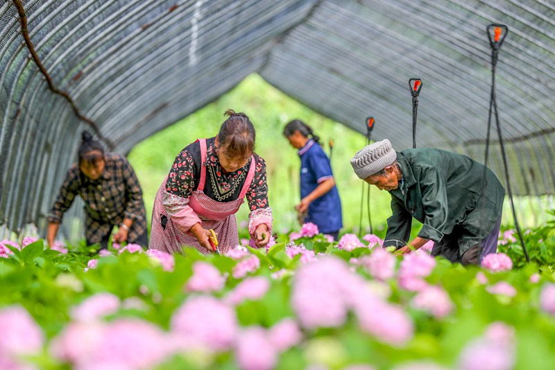 圖為：花農(nóng)在開陽縣云開街道石頭村花卉種植基地管護(hù)鮮花。 (2)