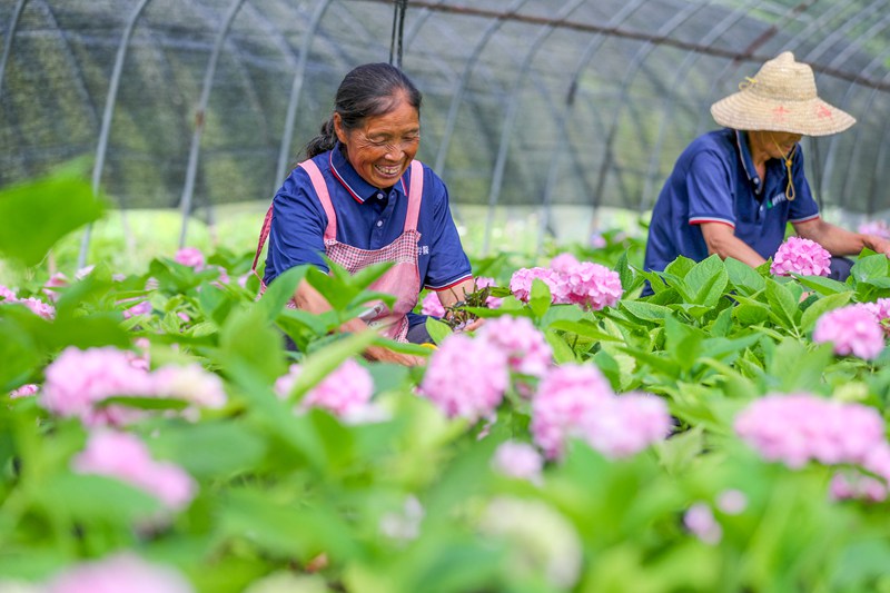 圖為：花農(nóng)在開陽縣云開街道石頭村花卉種植基地管護(hù)鮮花。 (3)