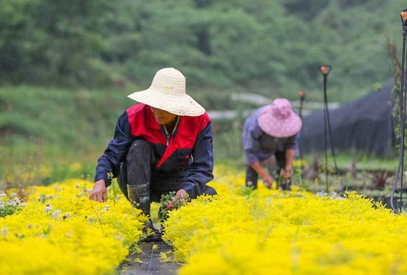 圖為：花農(nóng)在開陽縣云開街道石頭村花卉種植基地管護(hù)鮮花。