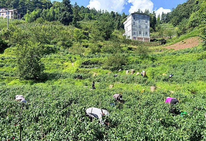 辣椒種植基地。