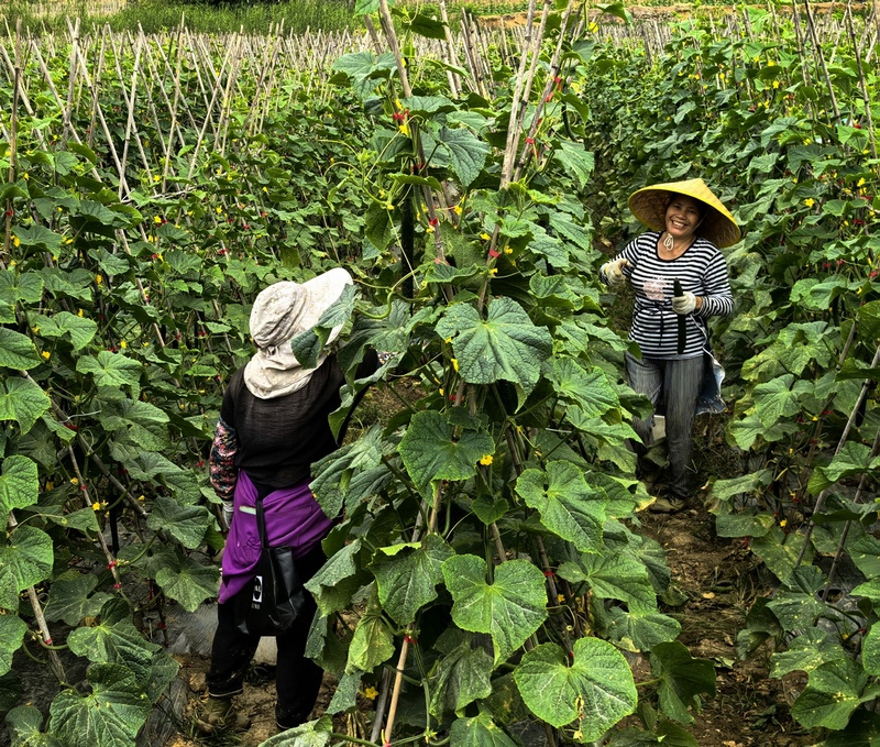 農(nóng)戶正在采摘黃瓜