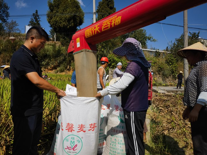 農(nóng)戶正在裝脫粒后的水稻。裴忠鈺攝