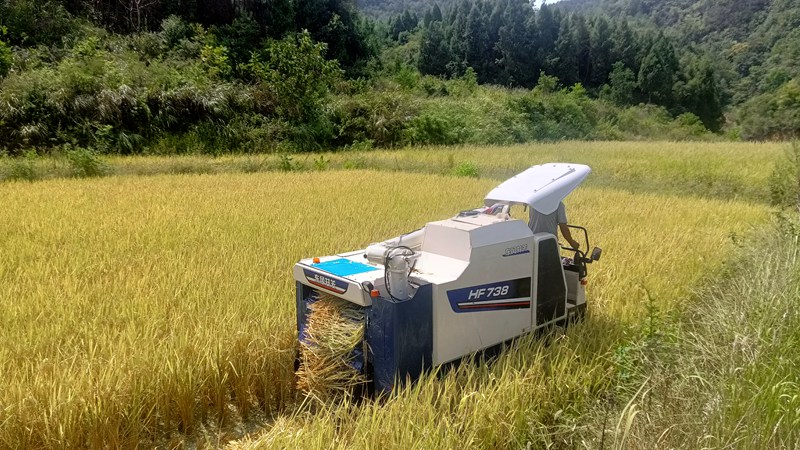 圖為：稻谷機收割忙