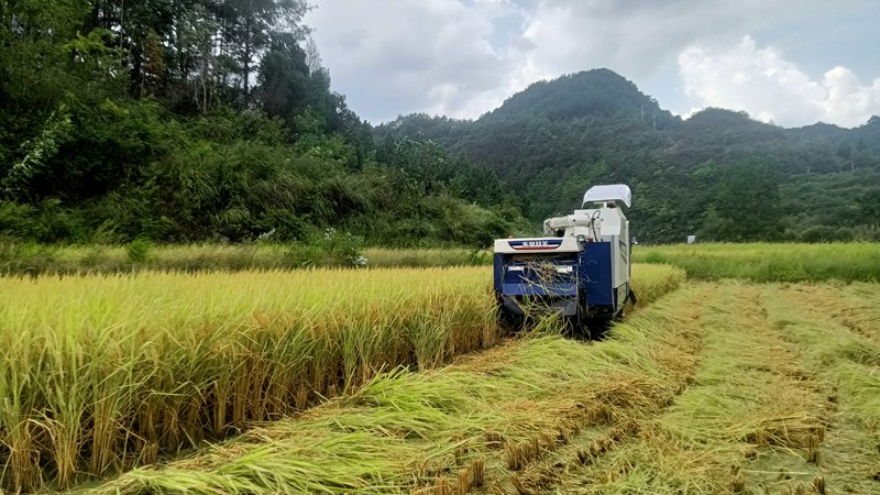 圖為：收割完的稻草整齊排列