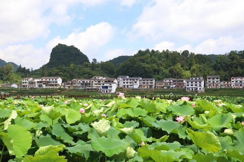 6 圖為“荷”尖上的避暑鄉(xiāng)村——水井社區(qū)  圖片由安順市委宣傳部提供