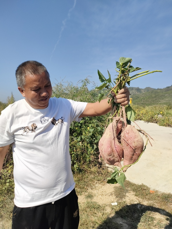 香壩鎮(zhèn)紅薯個(gè)頭