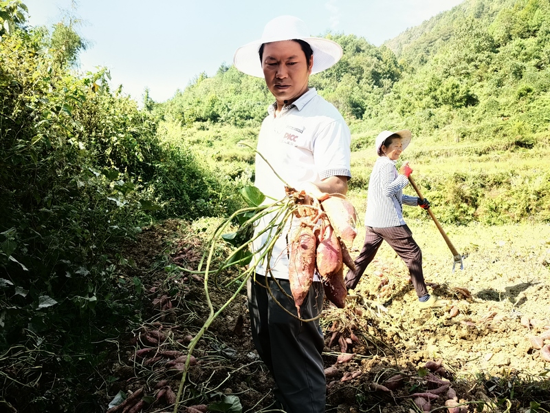 種植大戶任海軍收紅薯照