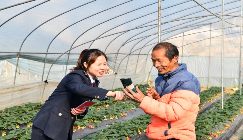 1圖為青年干部在田間輔導農(nóng)戶繳納城鄉(xiāng)居民醫(yī)療保險 楊順蕾攝