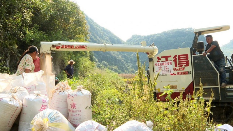 圖為農(nóng)民在收割忙碌中。.jpg